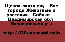 Щенок акита ину - Все города Животные и растения » Собаки   . Владимирская обл.,Вязниковский р-н